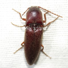 Diplostethus opacicollis