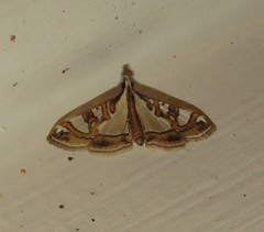 Glyphodes pyloalis