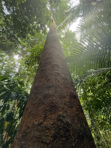 Dyera costulata, 2025-03-29