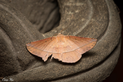 Sarcinodes yaeyamana