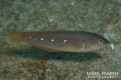 Dussumier's Wrasse photo 3