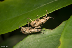 Dermatoxenus caesicollis