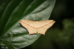 Timandra convectaria