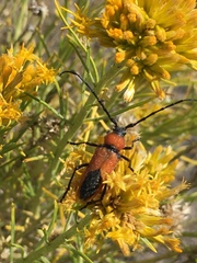 Crossidius coralinus