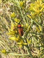 Crossidius coralinus