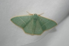 Pelagodes proquadraria