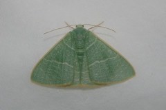 Pelagodes proquadraria