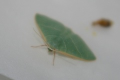 Pelagodes proquadraria