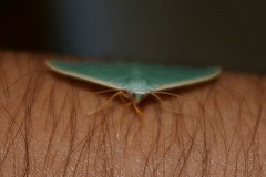 Pelagodes proquadraria