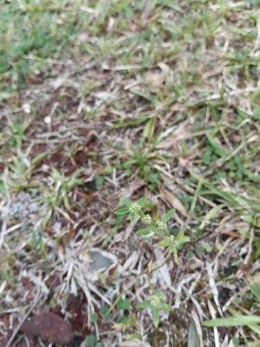 Spermacoce prostrata observed 2025-04-11
