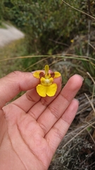 Oncidium cultratum