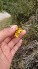 Oncidium cultratum