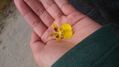 Oncidium cultratum