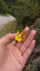 Oncidium cultratum