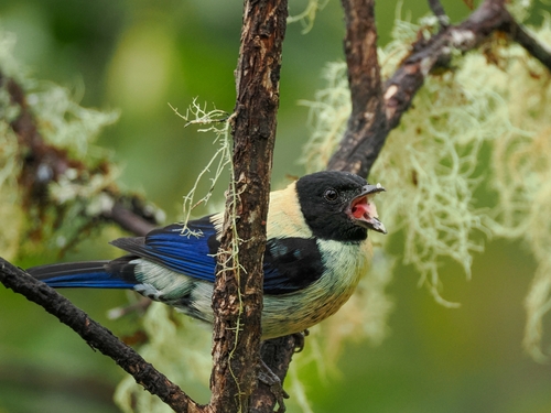 Black-headed Tanager (Stilpnia cyanoptera), photo 10