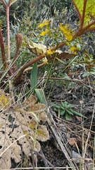 Oncidium cultratum