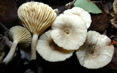 Lactarius griseus