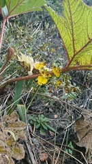 Oncidium cultratum