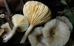 Lactarius griseus