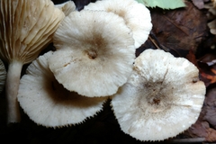Lactarius griseus