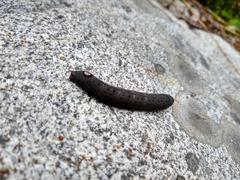 Proserpinus flavofasciata