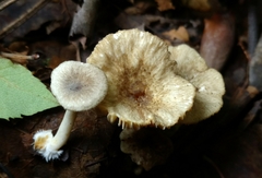 Lactarius griseus