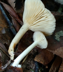 Lactarius griseus