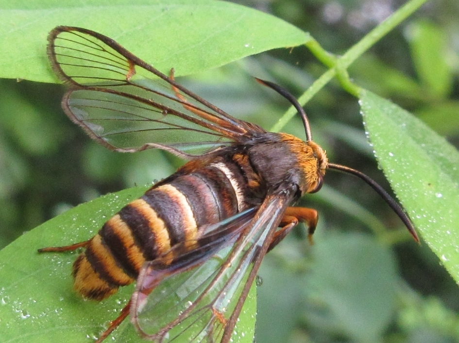 Sesia rhynchioides