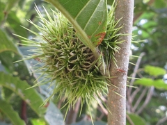 Castanea crenata