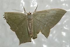 Maxates illiturata