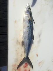 Scomberomorus maculatus