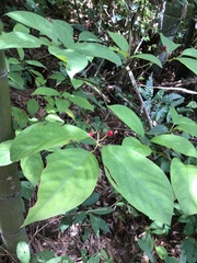 Lindera reflexa