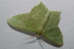 Maxates grandificaria