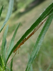 Tetragnatha straminea