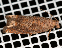 Epiblema abruptana