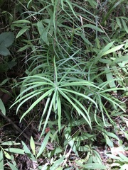 王天, CC BY, iNaturalist via GBIF Pseudolarix amabilis, photograph 王天, CC BY, iNaturalist via GBIF