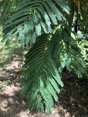 Delonix regia