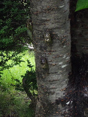 Cryptotympana facialis