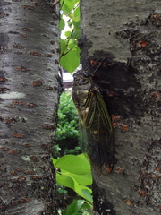 Cryptotympana facialis