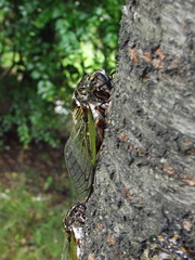Cryptotympana facialis
