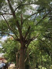 Delonix regia