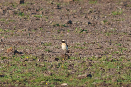 Eastern Black-eared Wheatear, 20600 Furiani, France, photo 7 of 10