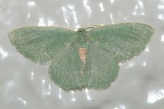 Chlorissa inornata