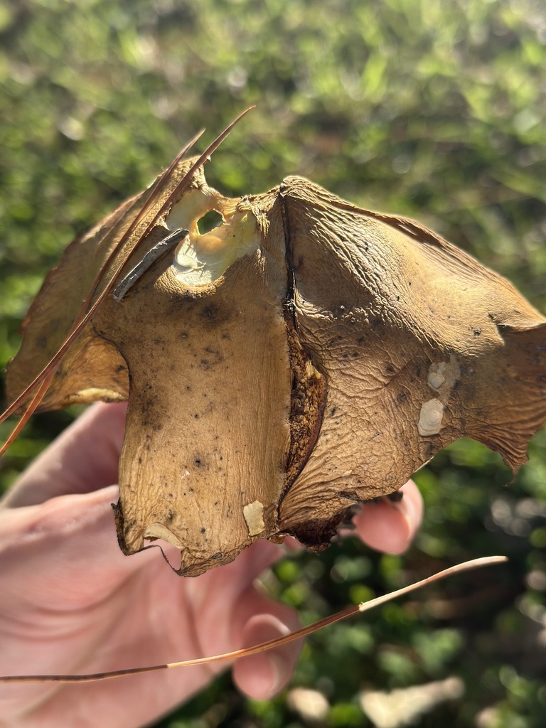 Suillus granulatus · April 2025 · photo: © marmalade101 (iNaturalist, cc0)