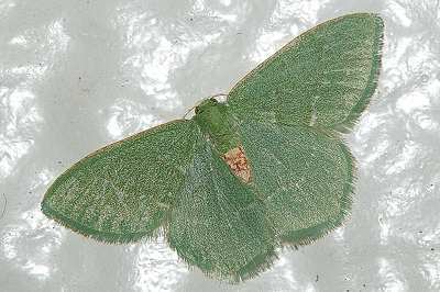 Chlorissa inornata
