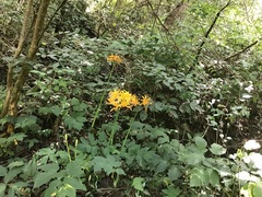 Lycoris chinensis