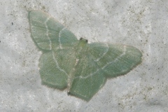 Idiochlora ussuriaria