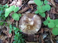 Russula adusta