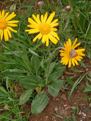 Senecio doronicum