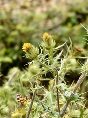 Cirsium parryi